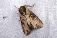 Apamea crenata