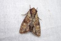 Apamea crenata