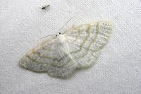 Cabera exanthemata