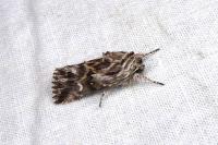 Calophasia lunula