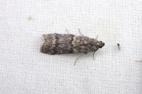 Dioryctria simplicella