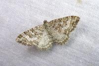 Epirrhoe molluginata