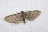 Eupithecia lariciata