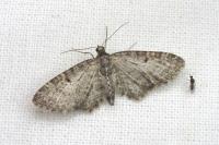 Eupithecia lariciata