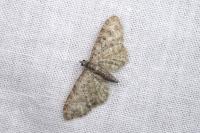 Eupithecia lariciata