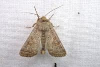 Hoplodrina ambigua