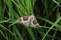 Hypena crassalis