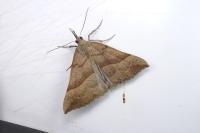 Hypena proboscidalis