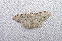 Idaea contiguaria