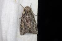 Lacanobia thalassina