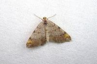 Macaria liturata