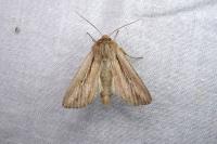 Leucania comma