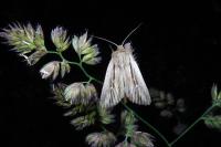 Leucania comma