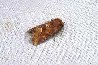 Oligia fasciuncula