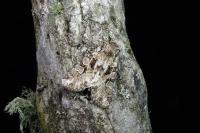 Pachetra sagittigera