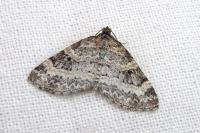 Pterapherapteryx sexalata