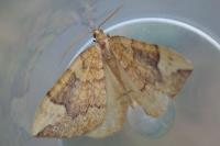Eulithis populata