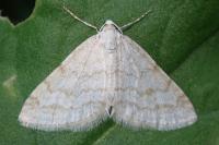 Mesotype verberata