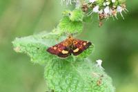 Pyrausta aurata