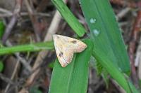 Rivula sericealis