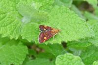 Pyrausta aurata
