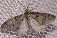Tephronia sepiaria