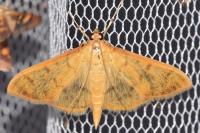Patania balteata