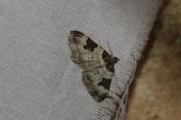 Xanthorhoe fluctuata