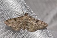 Peribatodes rhomboidaria rhomboidaria