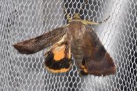 Noctua janthe/janthina