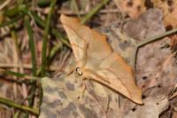 Ennomos quercinaria