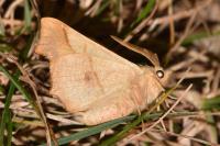 Ennomos quercinaria