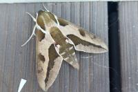Hyles euphorbiae
