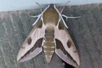 Hyles euphorbiae