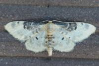 Idaea filicata