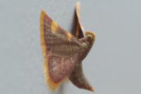 Hypsopygia costalis