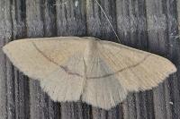 Cyclophora