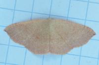 Cyclophora ruficiliaria