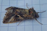 Autographa gamma