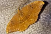 Watsonalla binaria