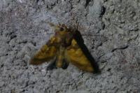 Gortyna flavago