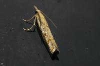 Agriphila geniculea