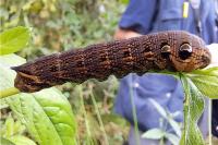 Deilephila elpenor