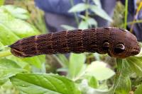 Deilephila elpenor