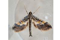 Hydriris ornatalis