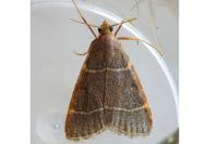 Hypsopygia glaucinalis