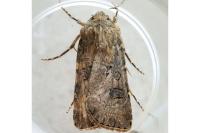 Agrotis bigramma