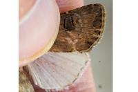 Agrotis bigramma