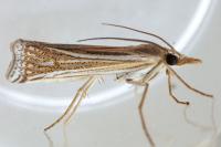 Ancylolomia tentaculella