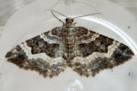 Epirrhoe alternata